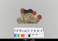 藏品(中國湖北皮影戲盔帽)的圖片